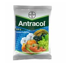 antracol.jpg