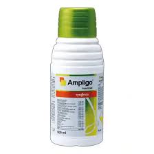ampligo 1.jpg