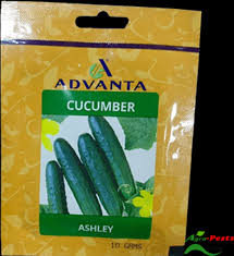 cucumber ashley 10g safari.jpeg