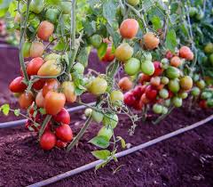 tomato 4420 f1 10gm.jpeg
