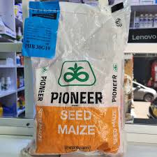 pioneer 30g19.jpg